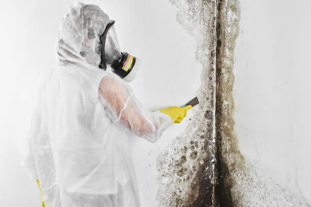 Best Mold Damage Repair  in Seabrook Farms, NJ