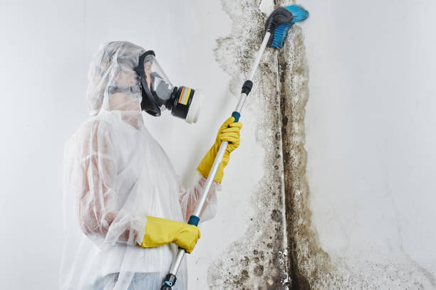Best Black Mold Removal  in Seabrook Farms, NJ