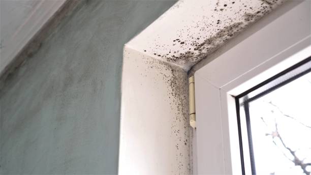 Best Toxic Mold Removal  in Seabrook Farms, NJ