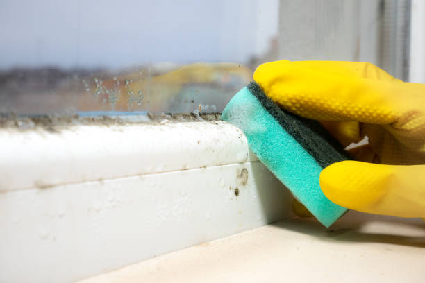Best Commercial Mold Removal  in Seabrook Farms, NJ