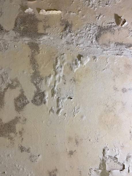 Best Residential Mold Removal  in Seabrook Farms, NJ