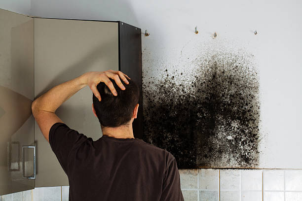Best Professional Mold Removal  in Seabrook Farms, NJ