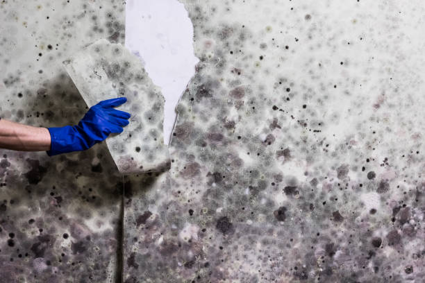 Best Mold Removal Company Near Me  in Seabrook Farms, NJ